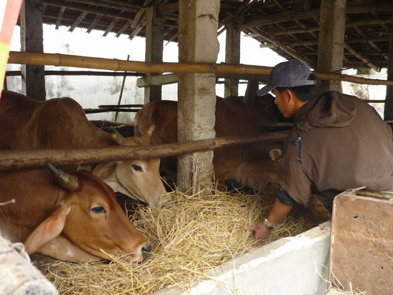 Khá lên nhờ nuôi bò sinh sản