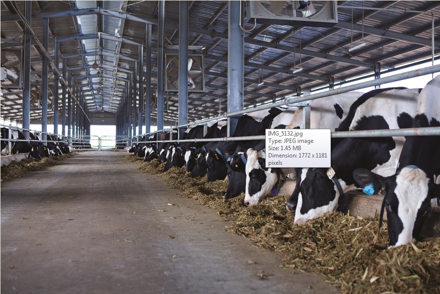 Tổng đàn bò cung cấp sữa cho Vinamilk hiện nay bao gồm các trang trại của Vinamilk và bà con nông dân có ký kết hợp đồng bán sữa cho Vinamilk là hơn 80.000 con bò, mỗi ngày cung cấp gần 600 tấn sữa tươi nguyên liệu