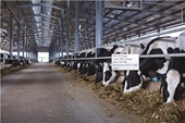 Vinamilk thu mua sữa tươi nguyên liệu của nông dân tăng mạnh cả về sản lượng và giá trị