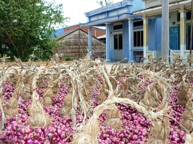 Hành tím Sóc Trăng tăng giá gấp đôi