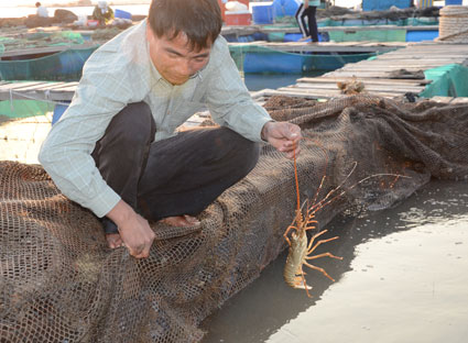 Tôm chết, người nuôi thiệt hại hàng trăm triệu đồng