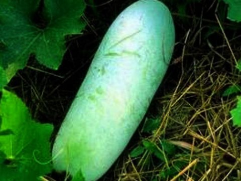 Chữa tiểu đường bằng bí đao