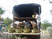 Các làng mai ở Nhơn An An Nhơn đã thu hơn 8 tỉ đồng từ bán mai Tết