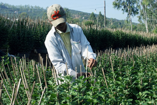 Hơn một nửa số chậu cúc pha lê phục vụ Tết ở Phước Hiệp đã được đặt mua