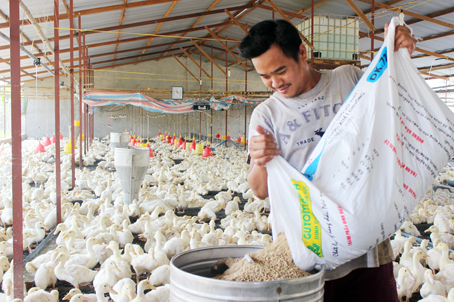 Rủi ro nuôi vịt công nghiệp