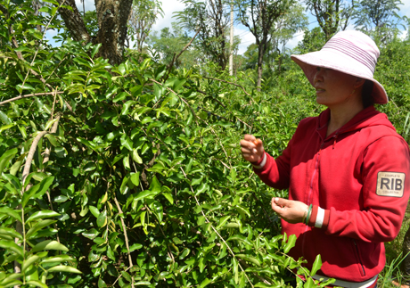 2 352 tỷ đồng cho vay xây dựng nông thôn mới