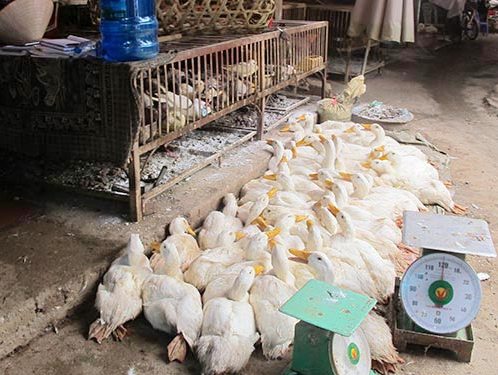 Cúm A H7N9 tiến sát Việt Nam