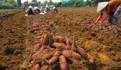 Khoai lang có giá - người trồng phấn khởi