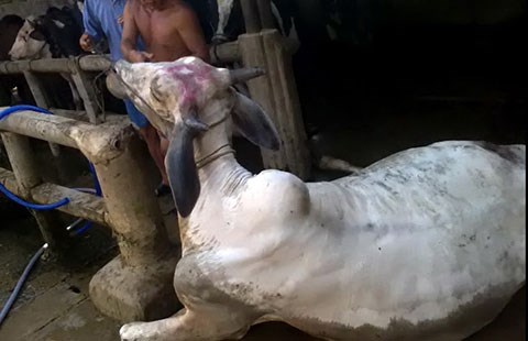 Bơm nước tăng trọng Ngón nghề nhân tâm của dân đồ tể