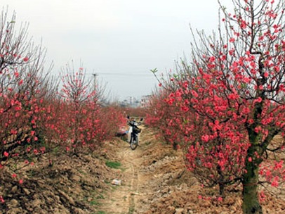 Cúc, đào cười sớm, giá hoa tươi Tết sẽ tăng