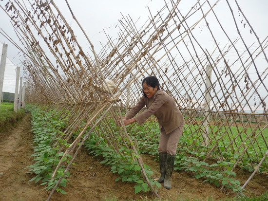 Sản xuất rau an toàn phục vụ thị trường tết