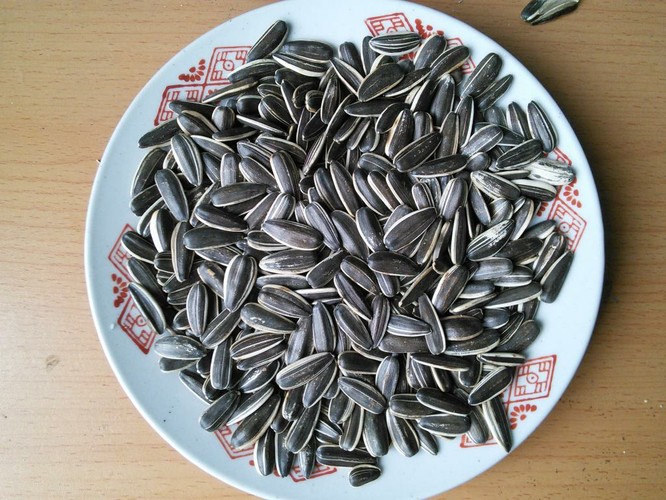 Nguy hại khôn lường từ hạt hướng dương