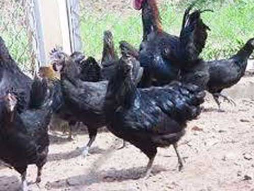 400 000 đồng kg đặc sản gà Mông đen biếu Tết