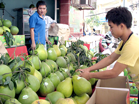 Hơn 1,5 triệu trái bưởi Tân Triều bán tết