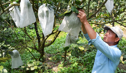 Trái cây tết Nhà vườn kẻ cười, người kém vui