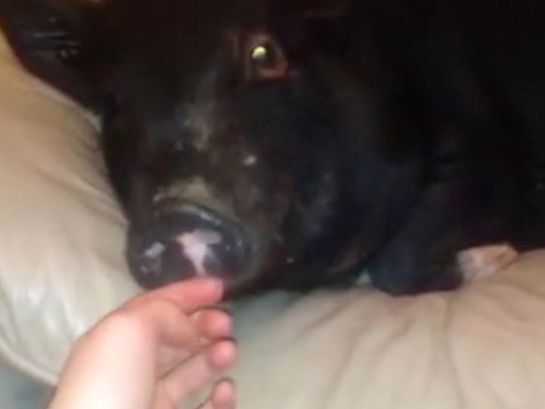 Lợn biết sủa như chó