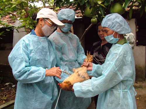 Cảnh giác với dịch cúm gia cầm