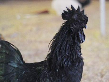 Gà đen từ lông đến thịt và xương giá 50 triệu ở Hà Nội