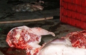 Phát hiện hàng loạt thịt lợn hôi thối đang tái chế