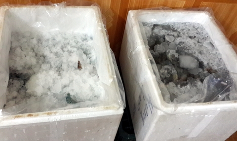 Vô tư bơm hóa chất vào tôm chết rồi bán cho nhà hàng tiệc cưới