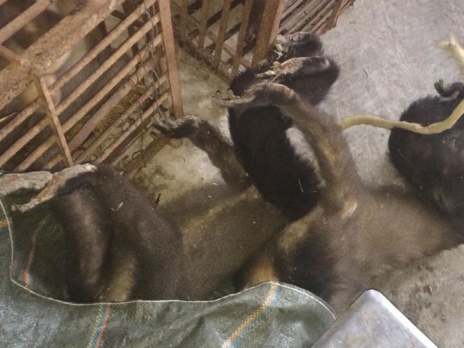 Người phụ nữ bị bắt cùng hàng chục con khỉ ướp lạnh