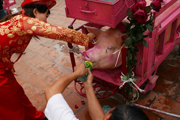 Tâm điểm của lễ hội là hai con lợn mà người dân gọi một cách kính trọng là 