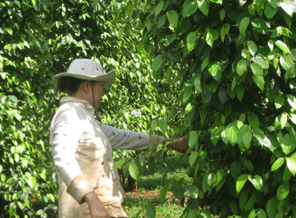 Giá tiêu đứng ở mức cao trong 4 năm liên tục