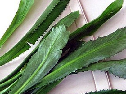 Công dụng tuyệt vời của rau mùi tàu