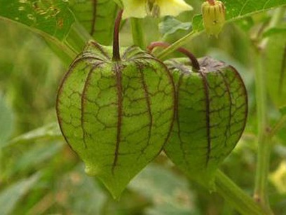 Chữa tiểu đường, dạ dày, viêm họng bằng cây dại