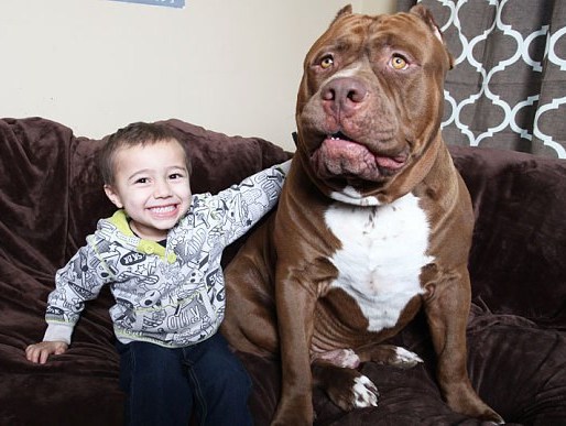 Con pitbull khổng lồ có thể ngoạm cánh tay người như  xỉa răng