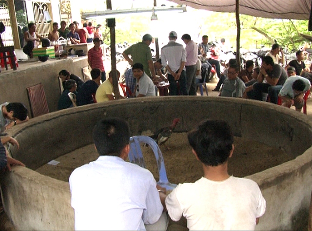 Phá trường gà lớn tại TP Huế, tạm giữ 49 con bạc