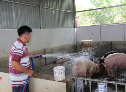 Nhức nhối hoạt động giết mổ gia súc lậu