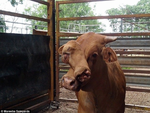 Kỳ lạ bò hai mặt