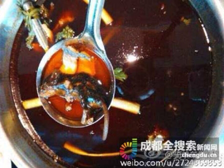 Chuột trong nồi lẩu Bồi thường 60 triệu