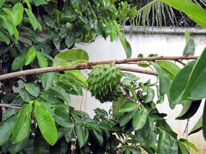 Bí hiểm, thương lái lạ mặt tìm mua lá mãng cầu xiêm