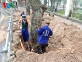 Hà Nội Người dân lo ngại về việc chặt hạ gần 7 ngàn cây xanh