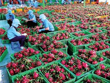 Xuất khẩu nông sản vẫn là bài toán khó của người nông dân