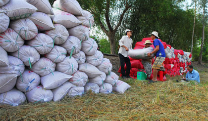 Giá lúa gạo diễn biến khó lường