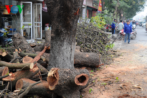 Đốn hạ 6 700 cây để rồi trồng mới Không khéo lại tiền mất tật mang