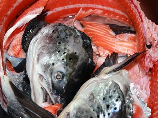 Lạ Hà Nội Mỗi ngày bán 300 bộ xương cá hồi