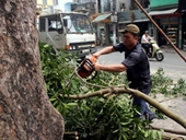 Chủ tịch Hà Nội quyết định dừng chặt hạ 6 700 cây xanh
