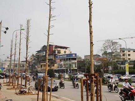 Vụ chặt cây Đình chỉ hàng loạt cán bộ