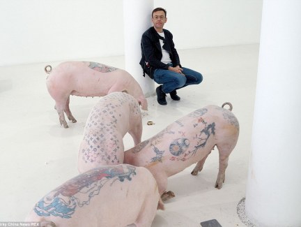 Lợn xăm mình trị giá gần 2 tỷ