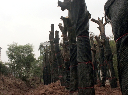 Bí thư Hà Nội Không để vụ chặt hạ cây xanh hòa cả làng