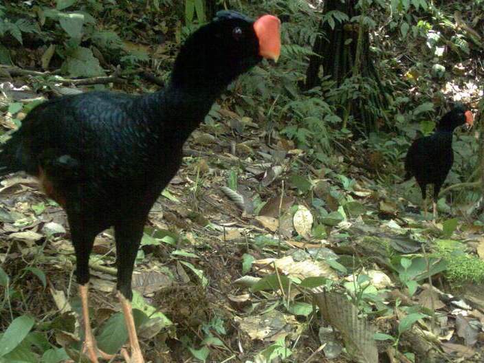 Dự báo động đất nhờ động vật