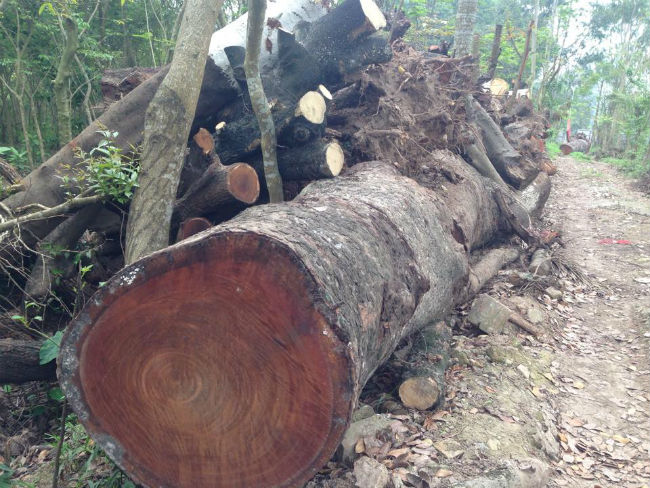 Khóc những cây cổ thụ