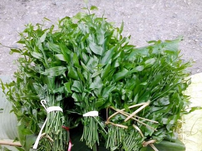 Rau ngót rừng 150 000 đồng kg Xếp hàng 3 ngày mới có