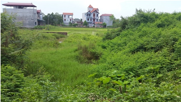 Khu đất mà gia đình ông Nguyễn Công Chiến đã trúng đấu giá từ năm 2007