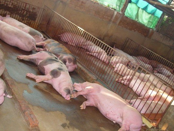 Kinh ngạc loại thuốc vỗ lợn tăng 30-40kg tháng