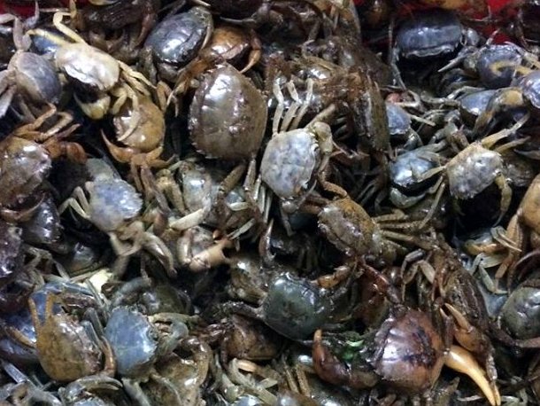 Cua đồng 150 000 đồng kg vẫn không dễ mua